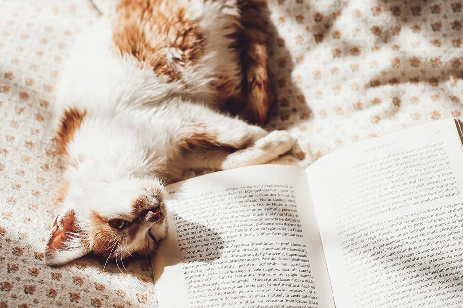 Cats will show their affection in a myriad of different ways, one of which is purring.