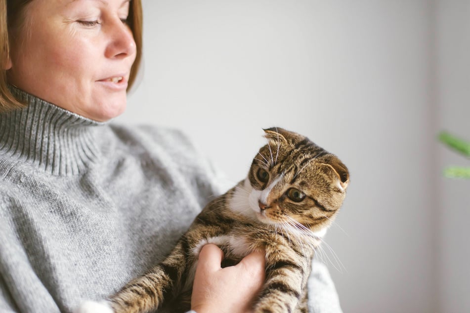 The pixie-bob cat can be pretty grumpy sometimes.