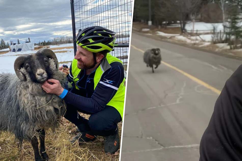 The fast and the curious: cyclist trailed by wooly pursuer!