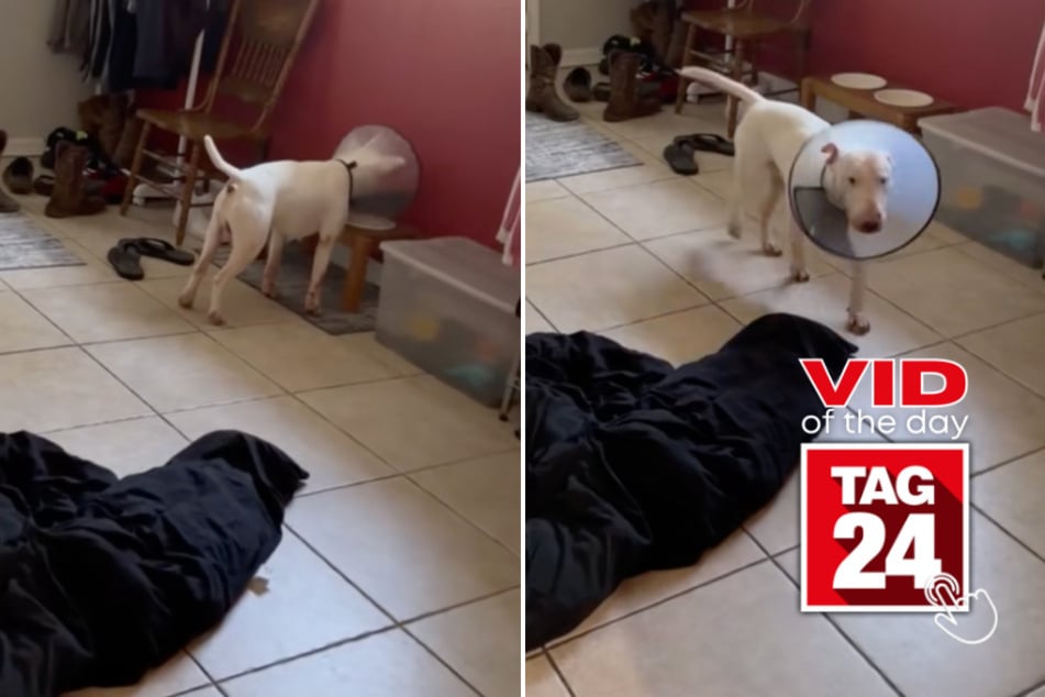 Viral Video of the Day for May 5, 2026: Dog in cone can't quite figure out mealtime