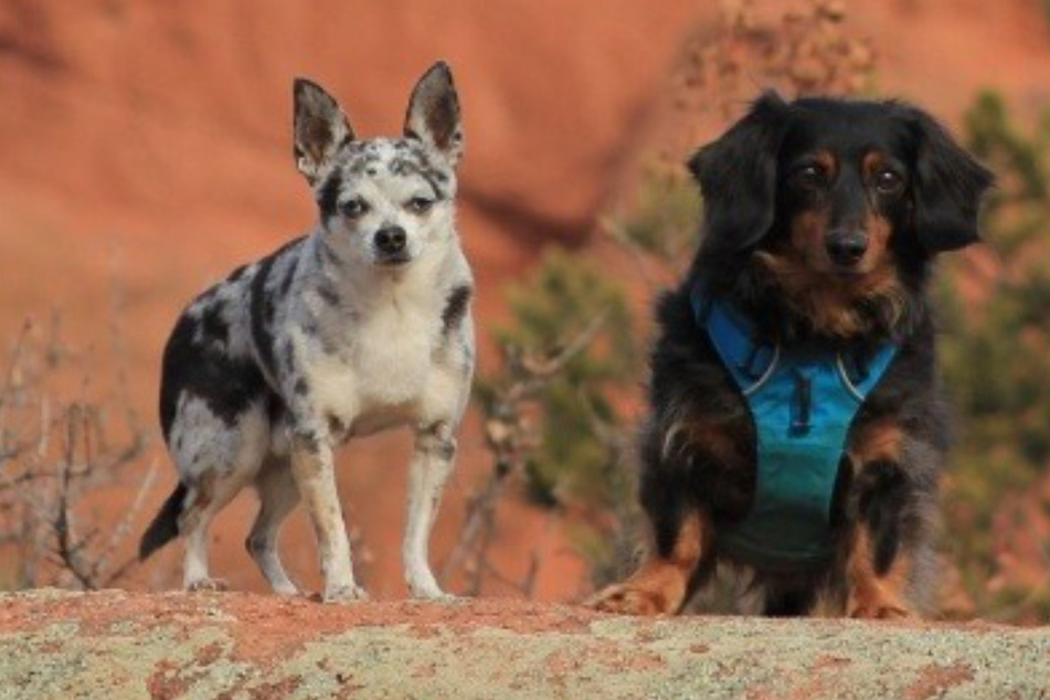Tiny dog takes on a mountain lion to save his best friend