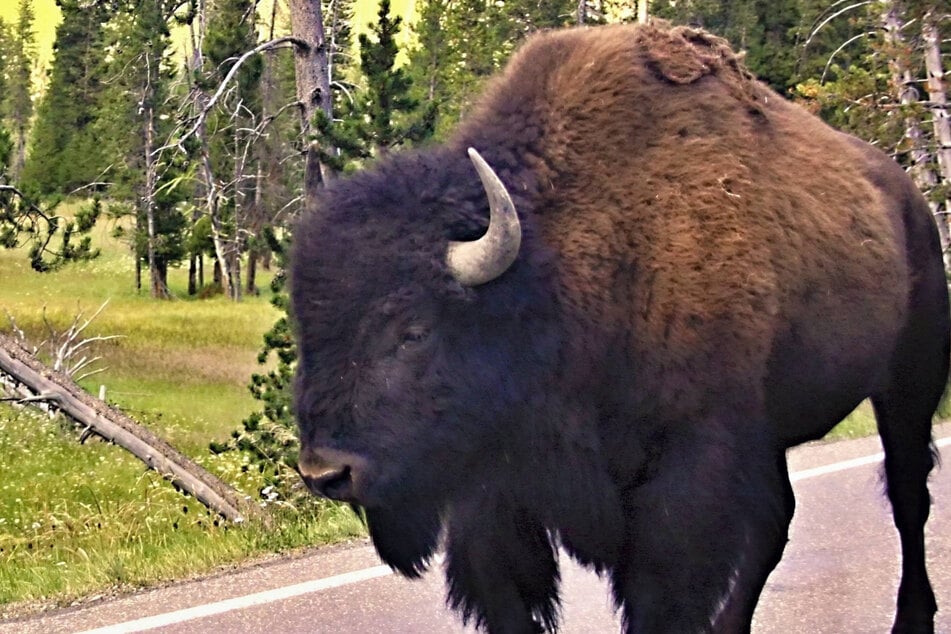 A bison charged an older man at Yellowstone National Park, and a photographer captured it on video.