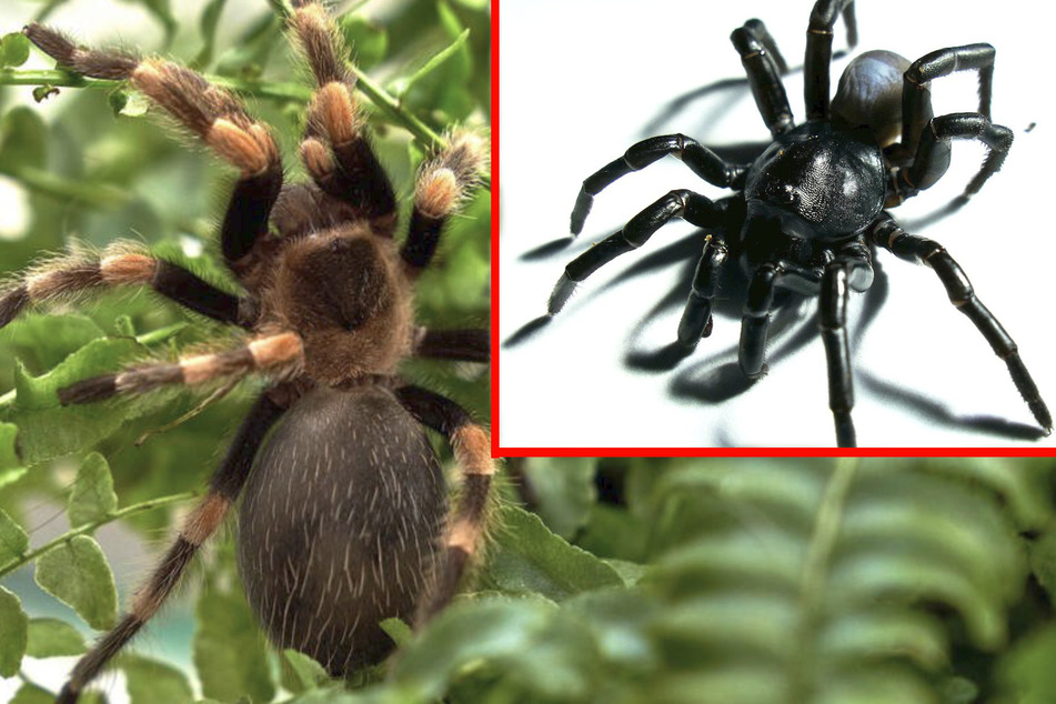 Creepy new spider species discovered at Miami Zoo