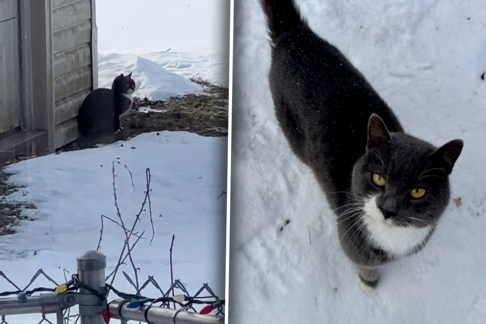 Cat is abandoned in the snow until kind woman arrives – she then sends a brutal message to his former owners