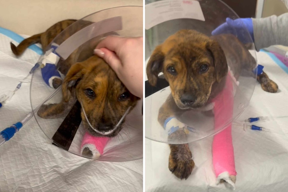 Angelo the dog will remain in the critical care hospital under observation, and when he is healthy enough, the orthopedic surgeon will repair his broken humerus.