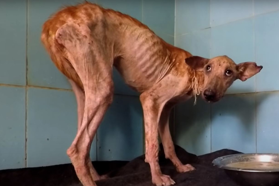 Mousey looked horrible when she was rescued.