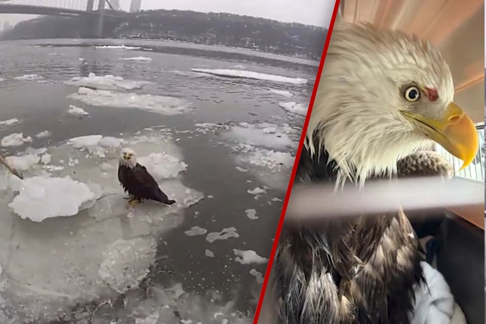 Injured bald eagle rescued after getting trapped on ice in Hudson River