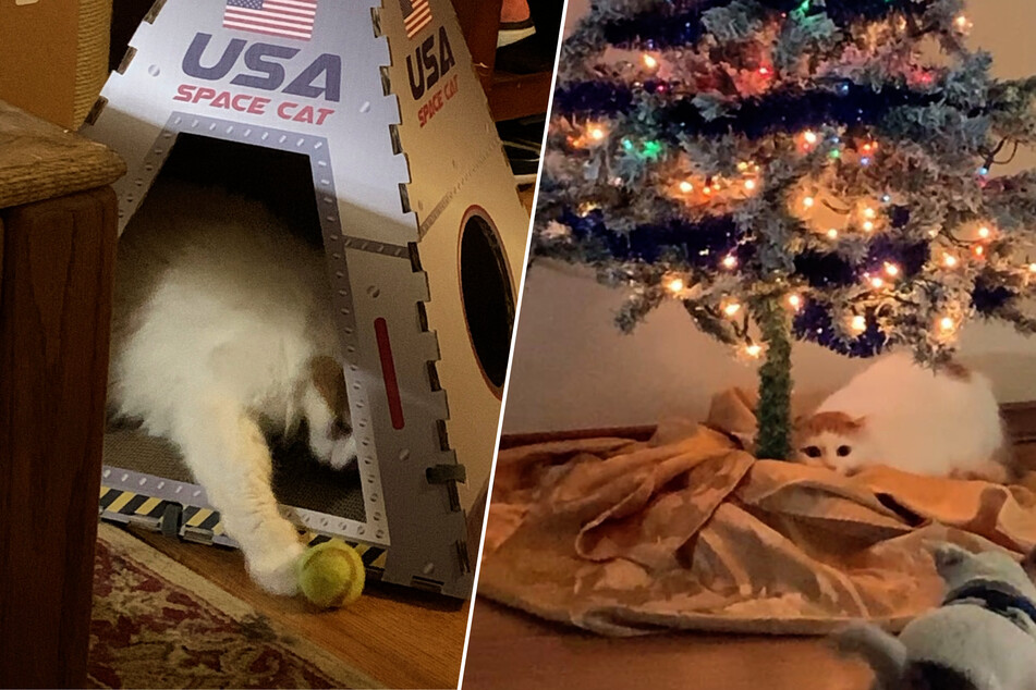 Christmas-loving cat gets a new hangout that is out of this world!