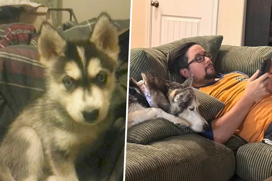 Her owner still had a puppy photo of Sierra, and even though she doesn't remember him, Sierra is happy to cuddle up wit him again!