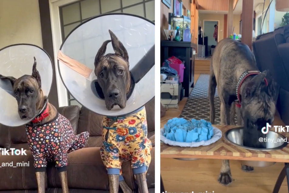 Great Dane trick has TikTokers drooling over a doggy delight