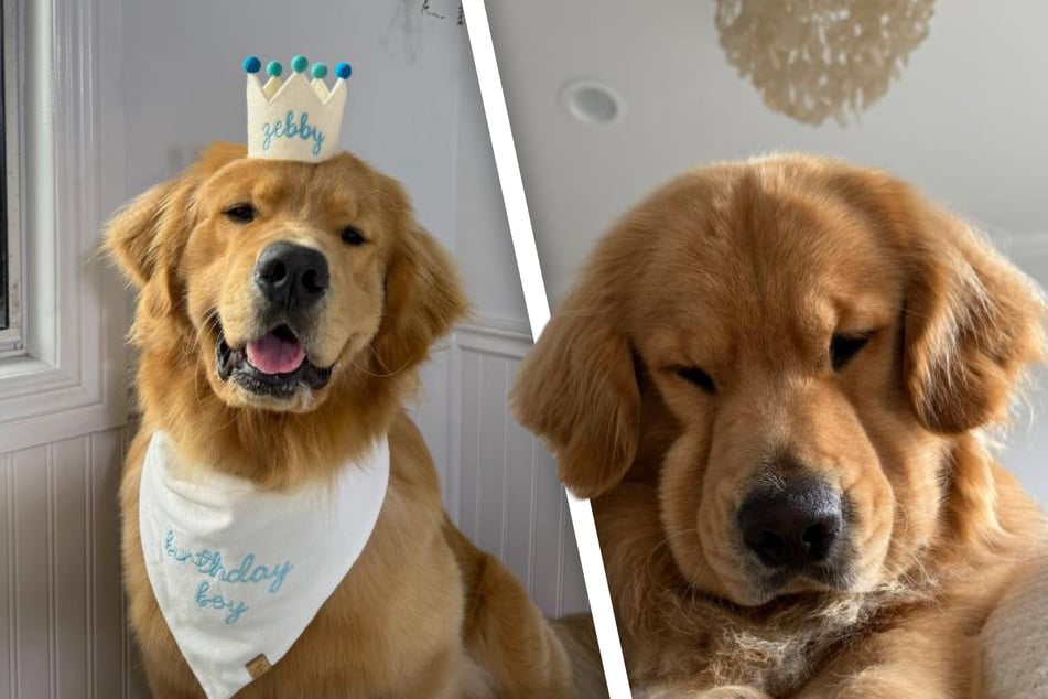 Why should you get a golden retriever? Owner goes viral with hilarious list!