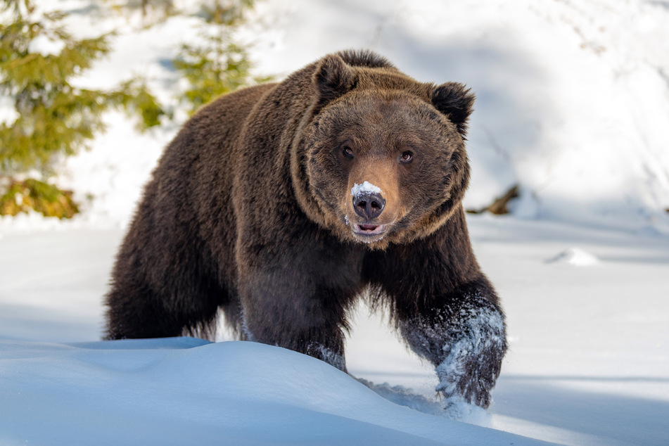 Alaska picks the winner of this year's Fat Bear Week