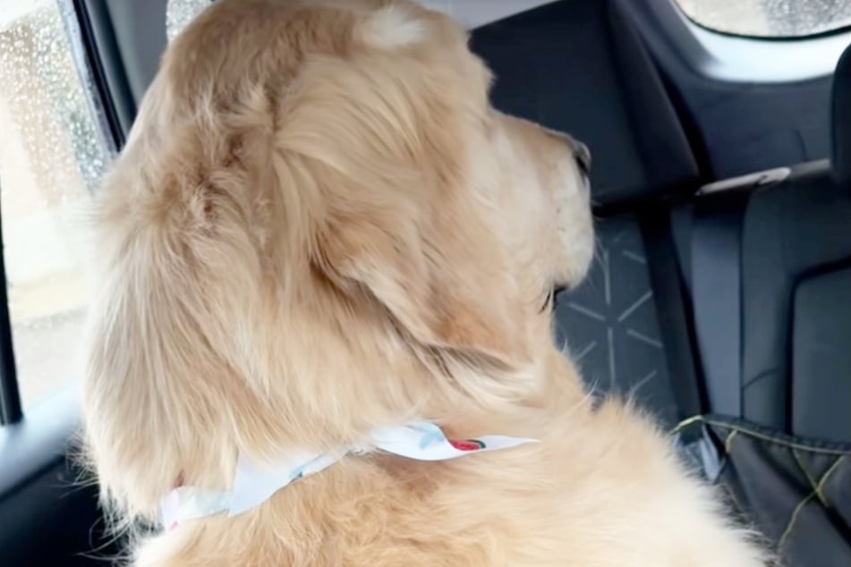 Kevin, the golden retriever, has social media in a fit over his sulky, sassy reaction.