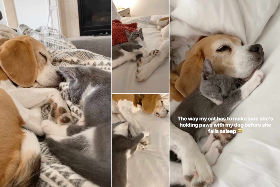 A video of a cat demanding to hold hands with its obliging dog sibling has gotten Instagram users in a tizzy!