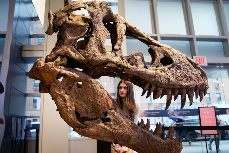 Sotheby’s Rose Lobelson looks at a Tyrannosaurus Rex skull, expected to become one of the most valuable fossils ever sold at auction, during a media preview in New York City on November 30, 2022.