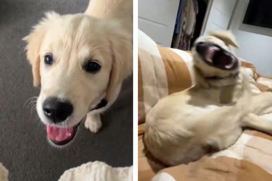 Ellie is a feisty golden retriever, but her owners love her more than anything!