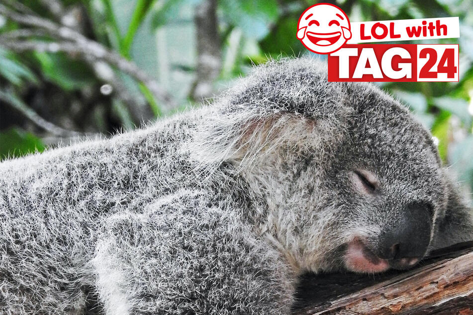 Today's Joke of the Day has a case of the ZZZs.