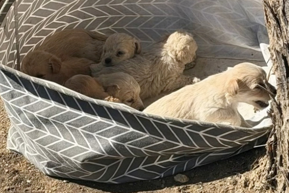 Dog rescuer discovers laundry basket of abandoned pups: "I prayed the whole way there"