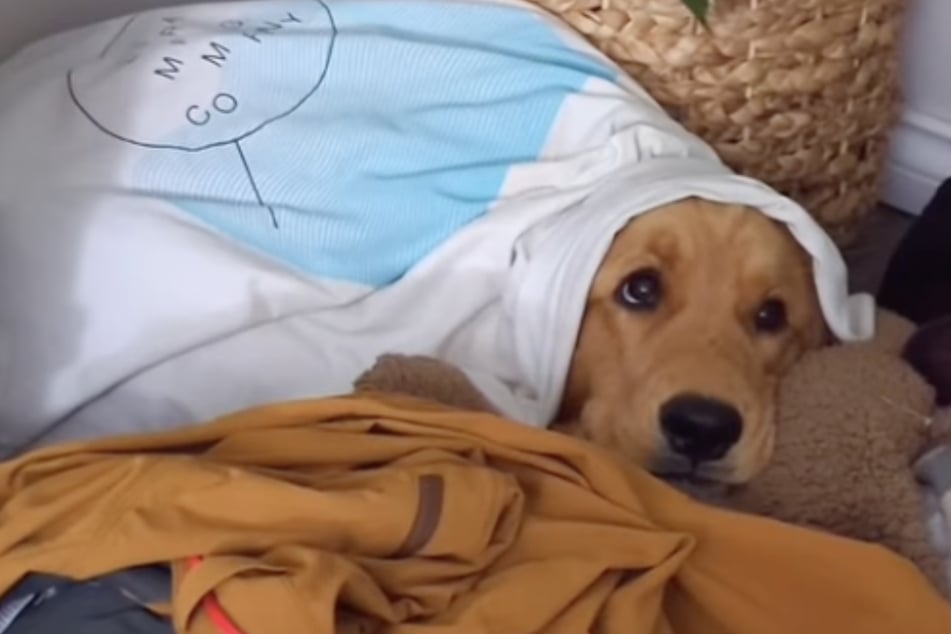 Dog owners return from trip, and their Golden Retriever does the cutest thing to show how much she missed them