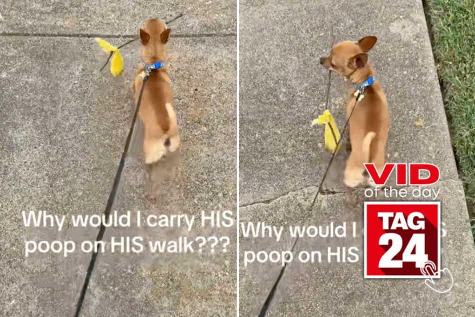 Viral Video of the Day for August 4, 2025: Dog carries his own poop in the most hilarious way