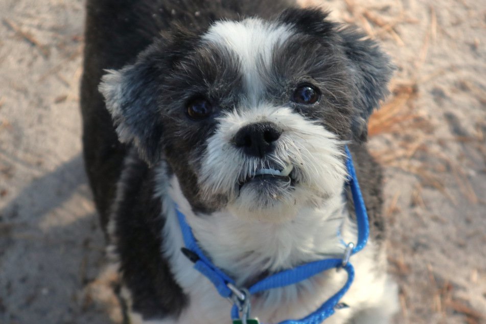 Ja'dore is loved by shelter workers, who hope their little princess will find a new family soon.