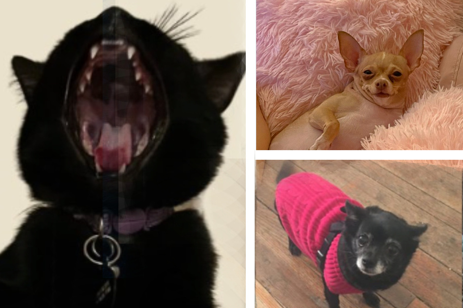 Pets light up #GoodPawsForGoodCause in the fight for New York housing rights