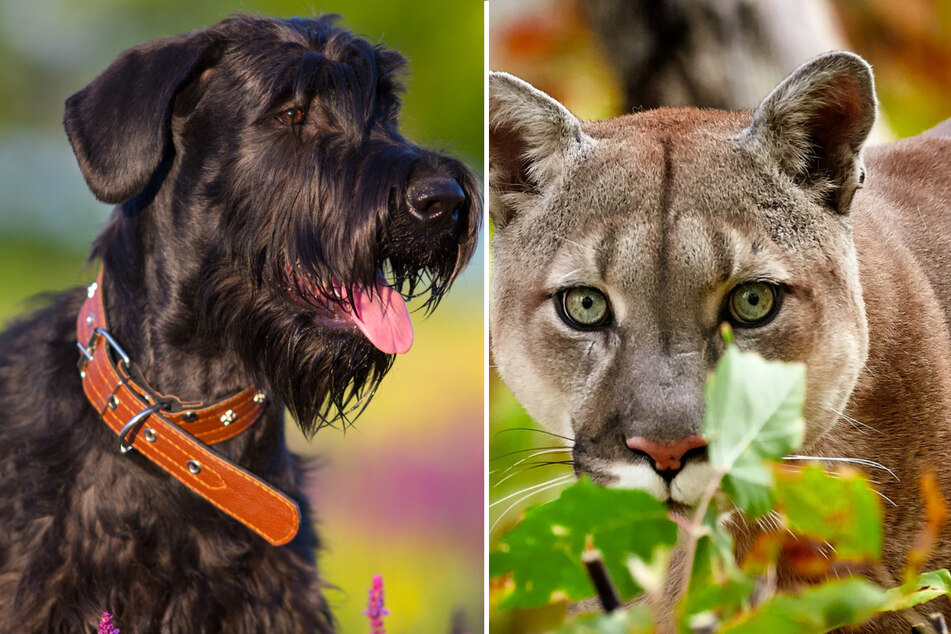 Dog's brutal encounter with mountain lion in backyard caught on camera!
