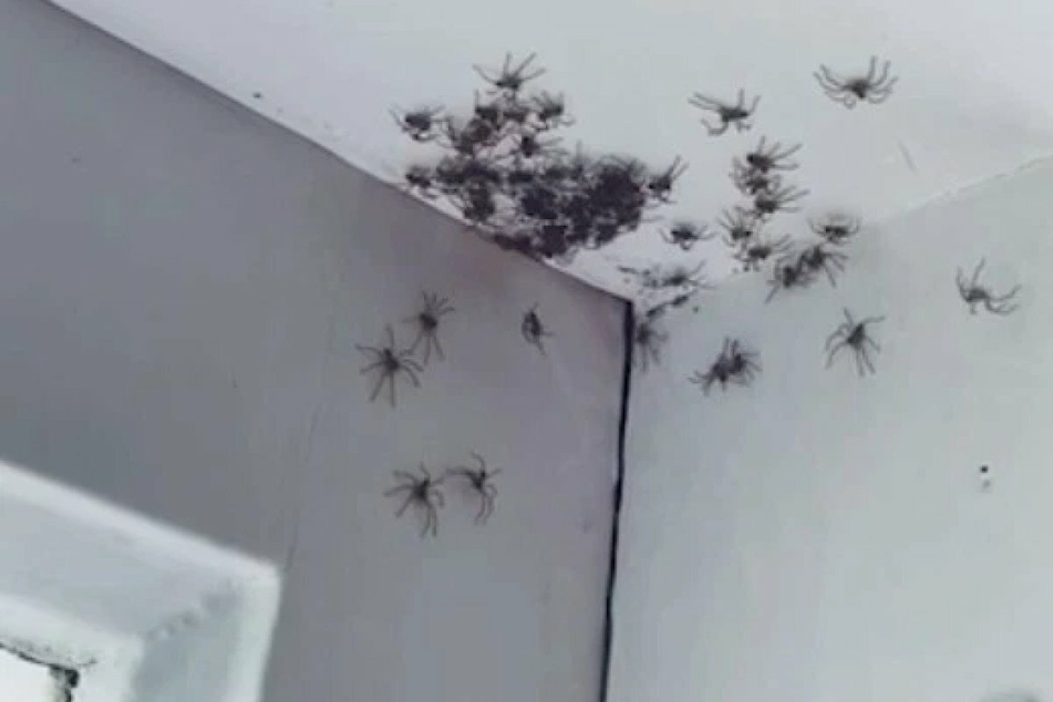 Little girl's bedroom becomes creeping, crawling nightmare