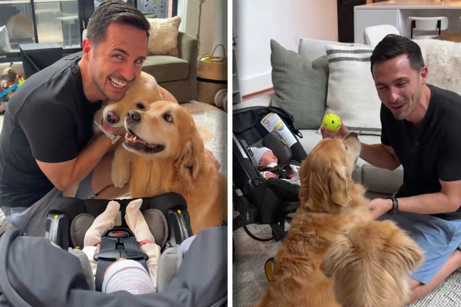 These sweet dogs are all about the new baby. In fact, they want him to play ball with them.