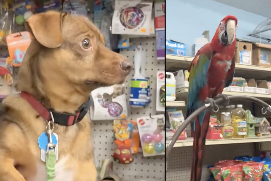 There's a first time for everything, and sometimes it's not a very pleasant experience, as Butters the dog learned recently.