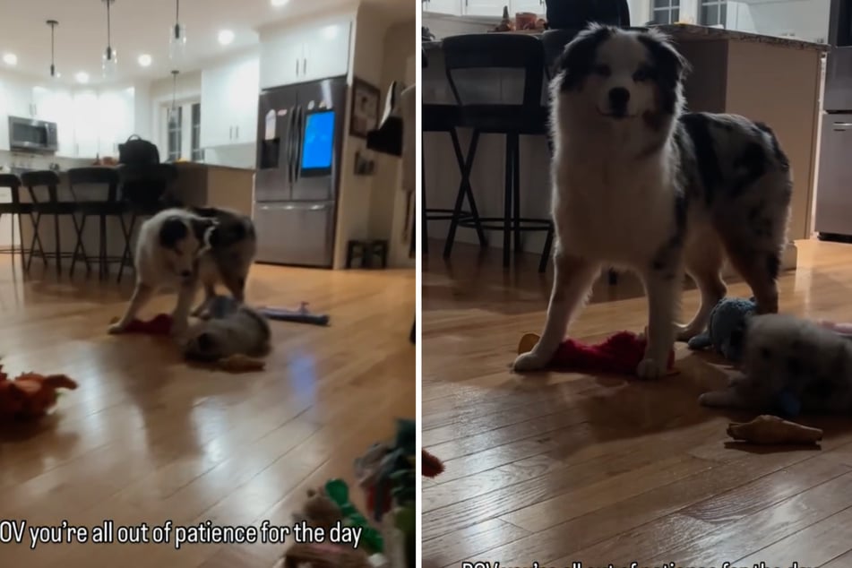 Annoyed by Luna's exuberant energy, Zeke puts the puppy in her place.