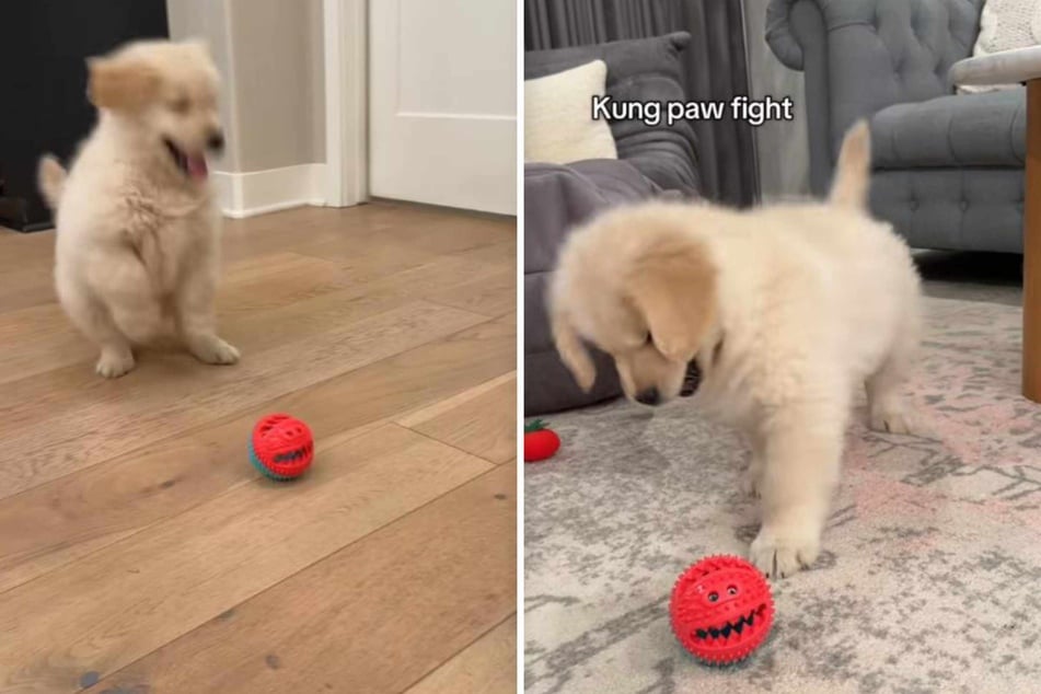 Cute Golden Retriever puppy loves his new toy, but one detail causes tears of laughter