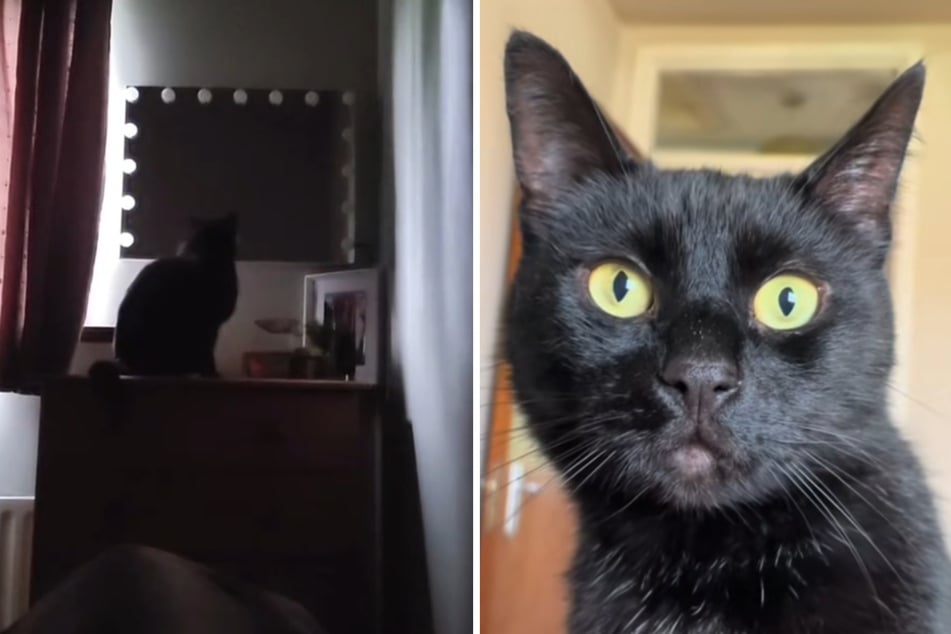 What's Magic the cat doing here in the bedroom by the mirror?