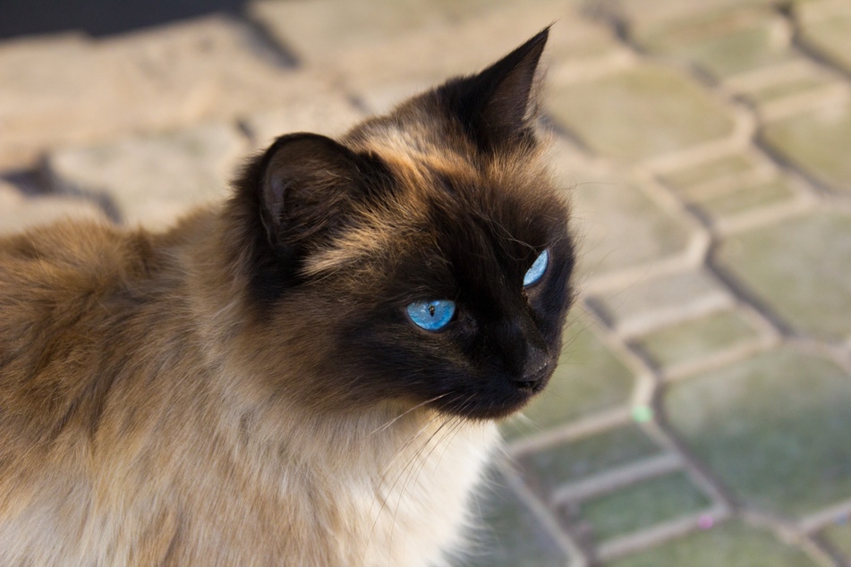 Balinese cats also have color point markings and blue eyes.