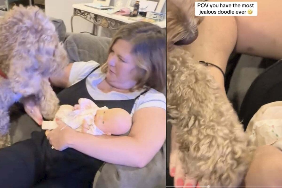 This Goldendoodle doesn't want to share his human!