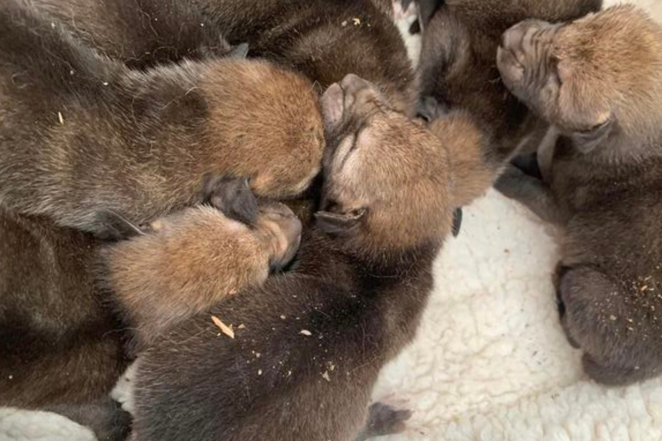 Woman thinks she's rescuing puppies, but these aren't dog babies!