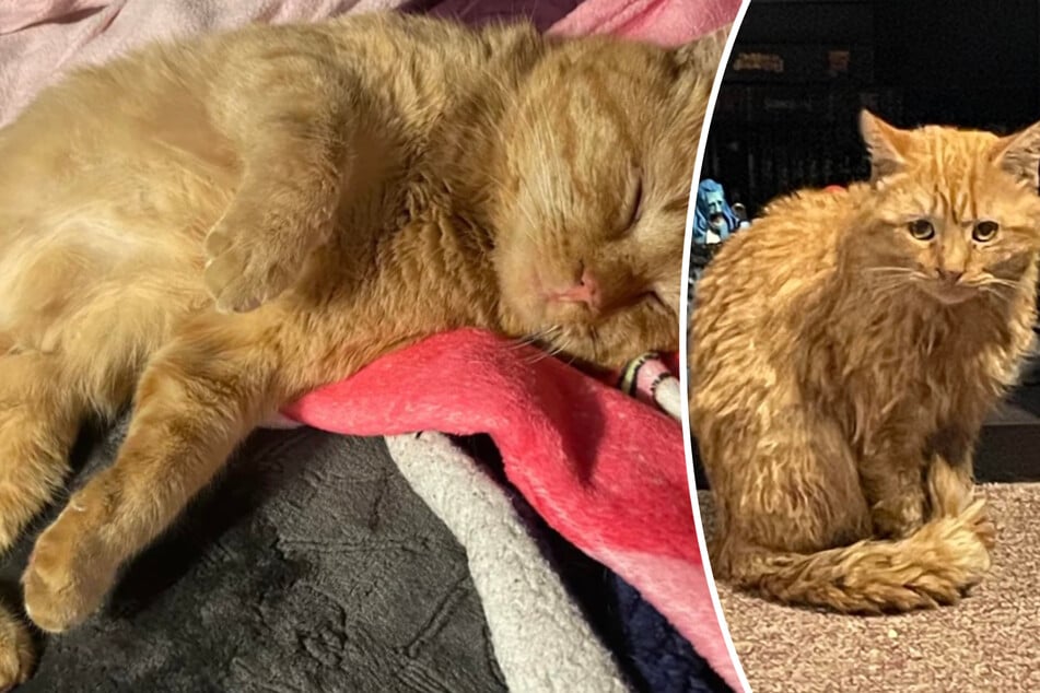 Couple finds cat begging for help during a snowstorm – what comes next moves Reddit to tears!