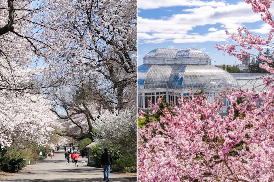 How to see the cherry blossoms in New York City