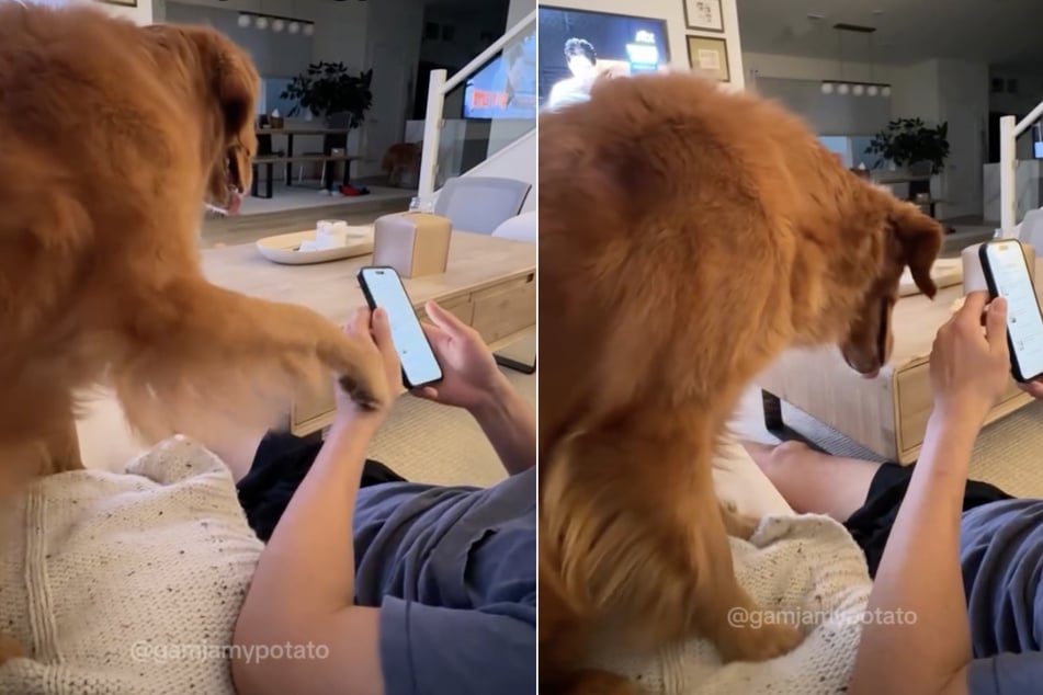 Dog won't let owner stop petting her in sweet viral video: "You're in petting jail"