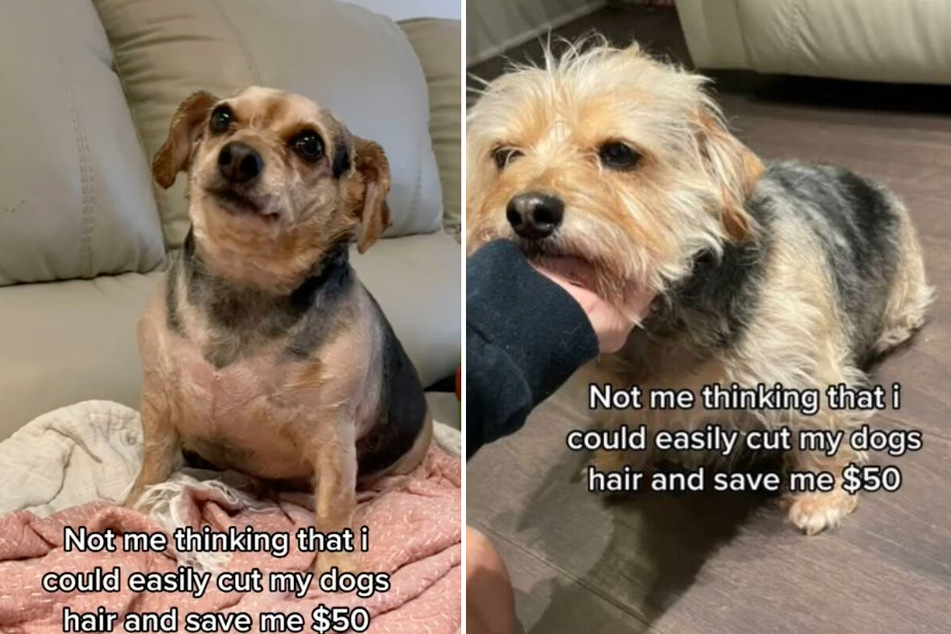Is this even the same dog?!
