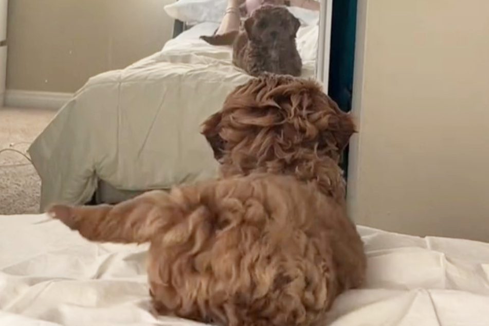 Koda wiggles his hind legs rhythmically and wags his tail joyfully looking in a mirror in a viral TikTok video.
