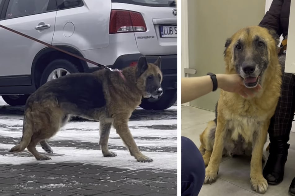 A few months later, the dog has completely transformed!