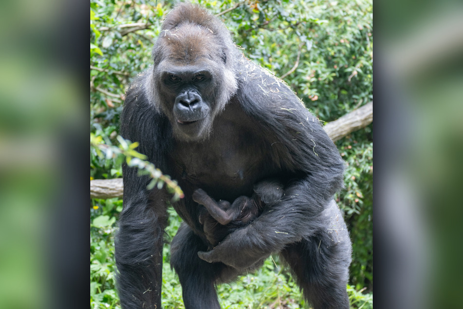 Jamani also gave birth to a healthy baby boy gorilla earlier this month.