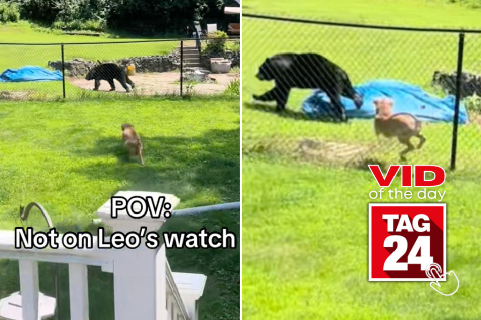 Viral Video of the Day for August 3, 2025: Dog charges at backyard bear and smashes directly into fence