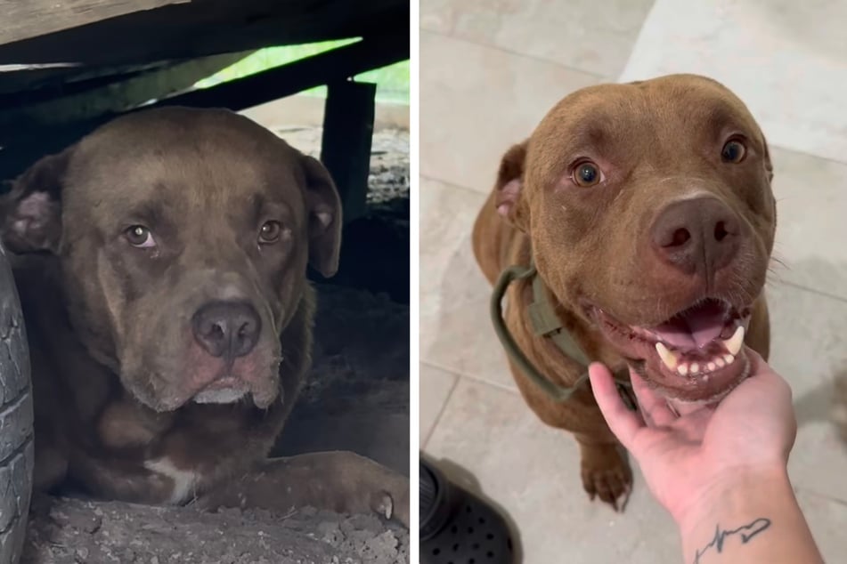 At first the dog hid shyly under a car, but in his new home his personality blossomed.