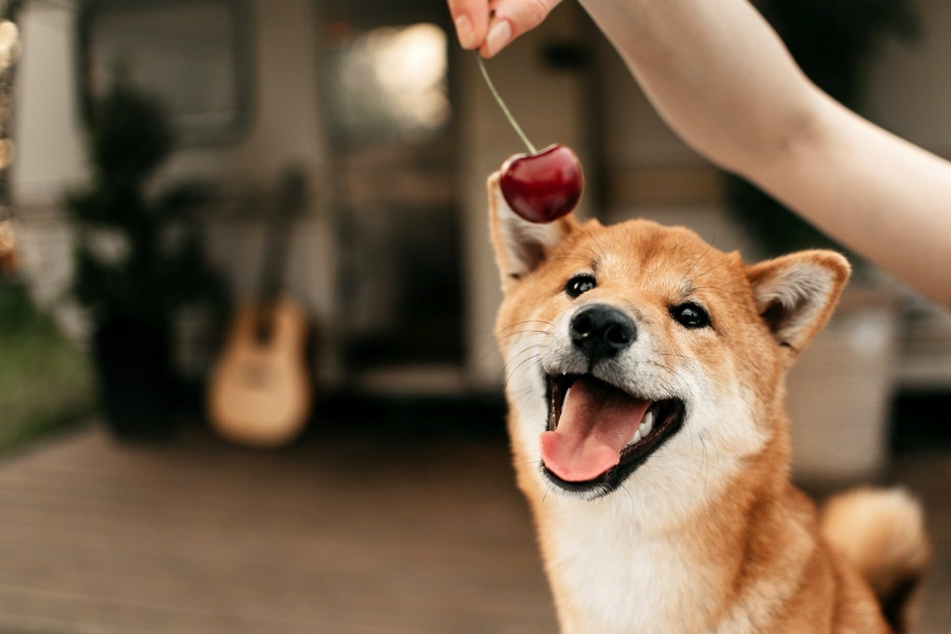 Can dogs eat cherries?