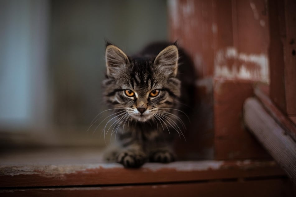 A feral cat in Florida attacked at least two residents, leading them to be hospitalized. (Symbolic photo)