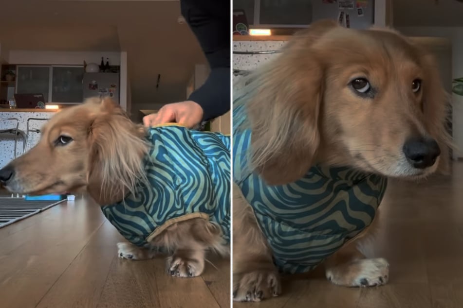 Dachshund dog gives owner epic side-eye as she tries to bundle him up for the cold!