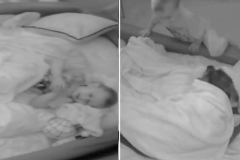 Sleeping pitbull gets tucked in by little boy in adorable viral clip