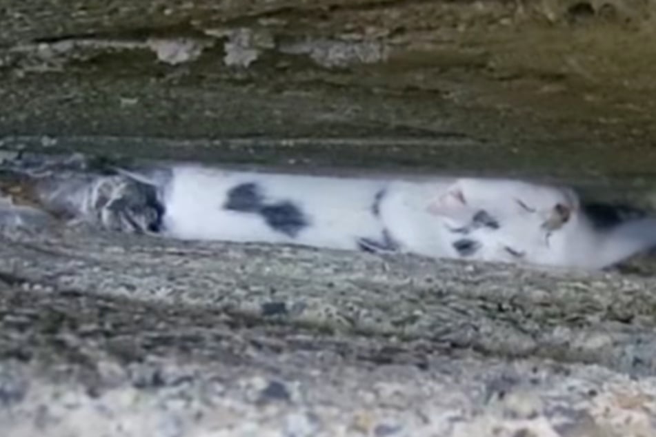 Cat stuck between two walls escapes with just a few scratches: "There were some tricky moments"